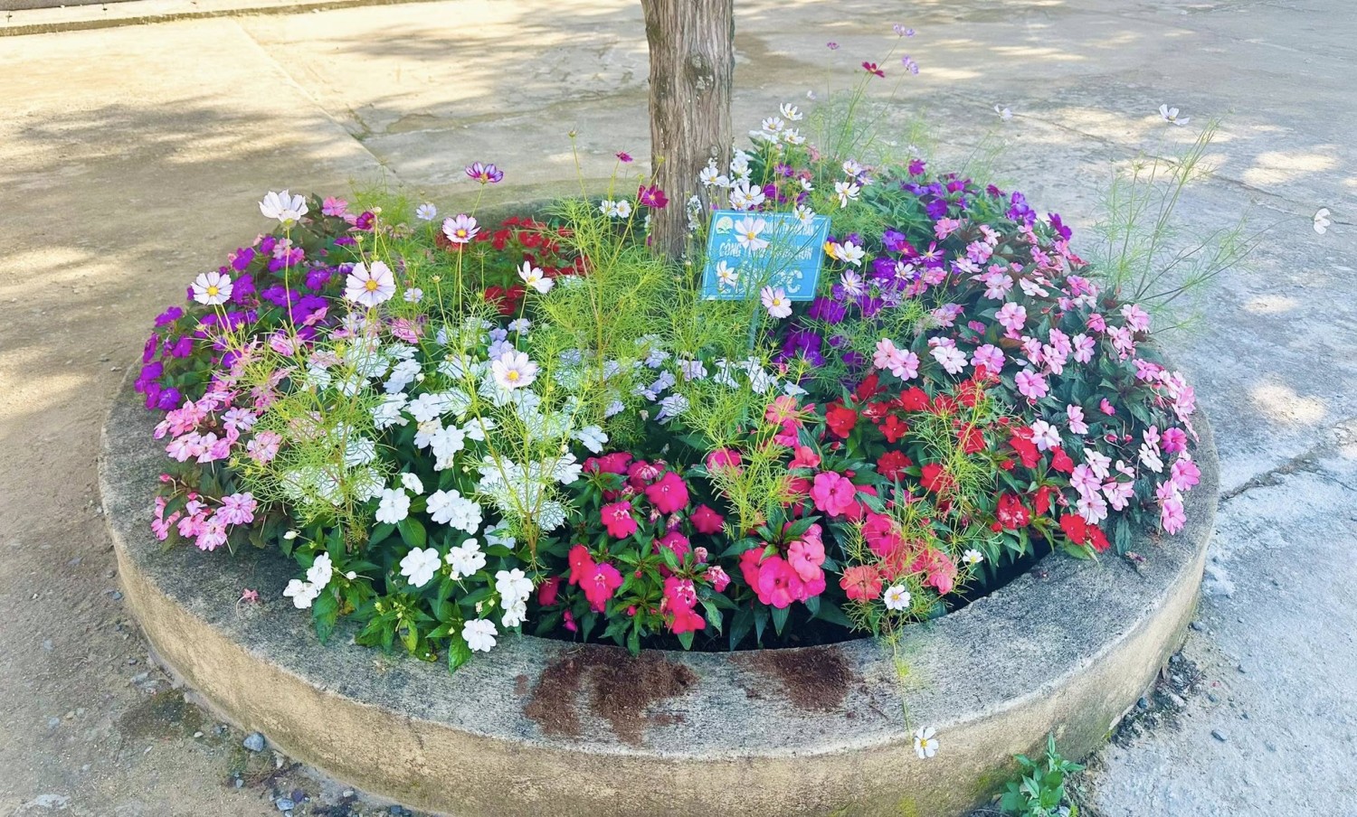 CÔNG TRÌNH MĂNG NON